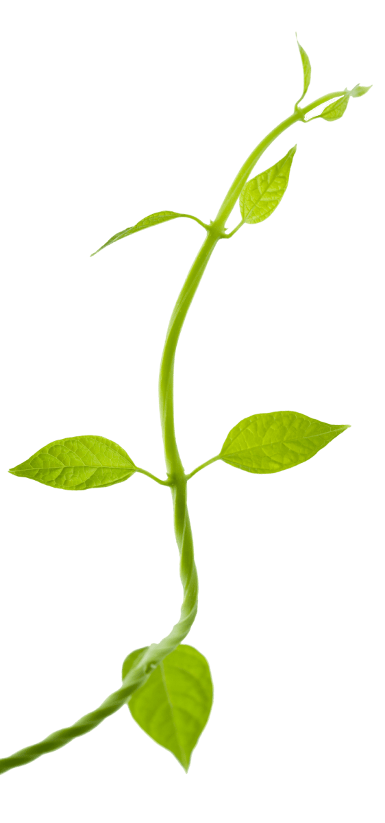 Plant2