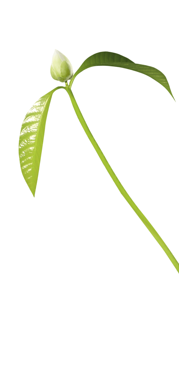 plant1